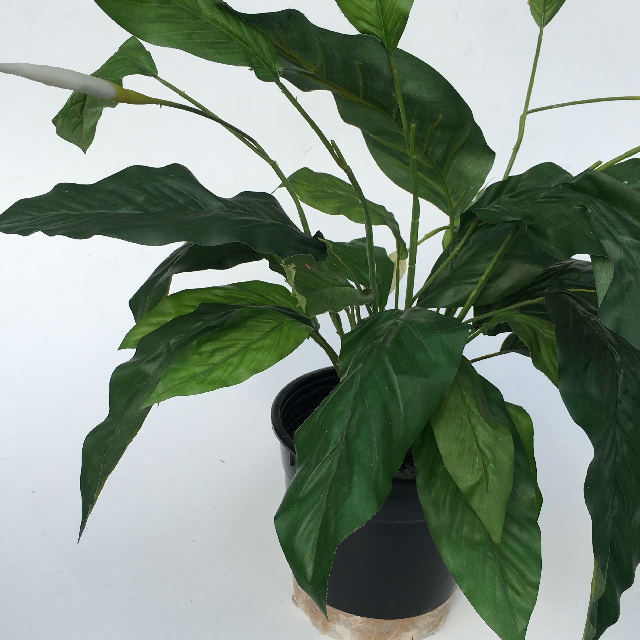 GREENERY, Small Peace Lily